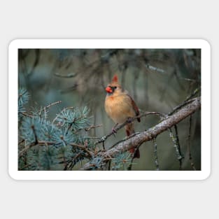 Female Northern Cardinal Sticker